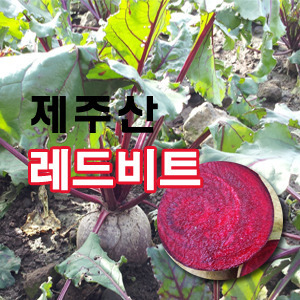 직접재배 한 붉은색 슈퍼푸드 겨울 레드비트 5kg,10kg