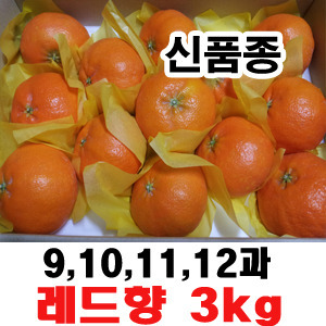 [무료배송]고당도!! 달콤한 맛 레드향 선물용 3kg(9~13과)
